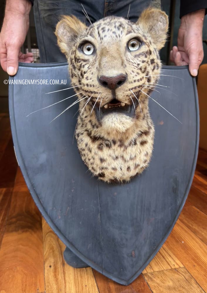 leopard head van ingen on shield